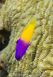 Fairry Basslet-Belize by Richard Goluch 